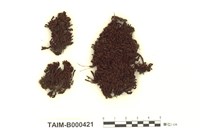 藏品(皺葉火苔)的圖片